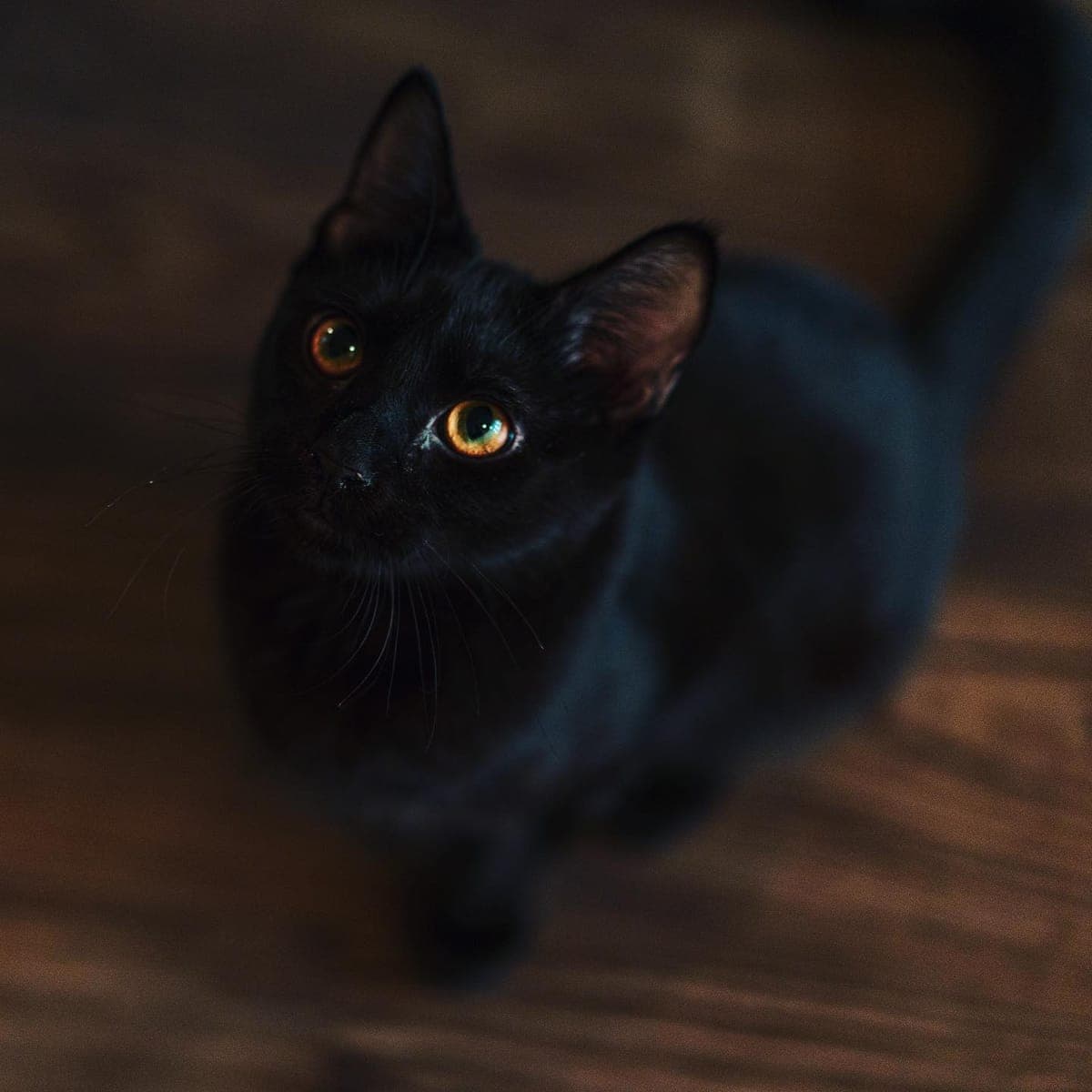 Binx, one of Travelle's pets