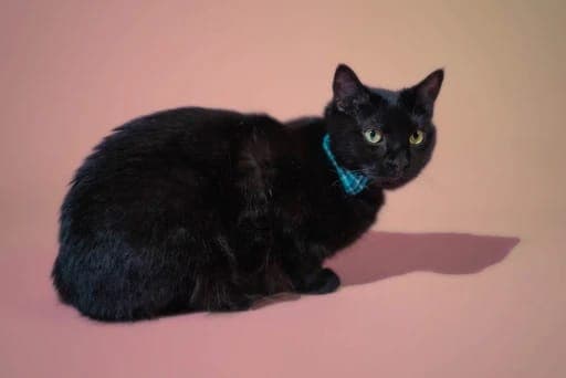 Binx the pet