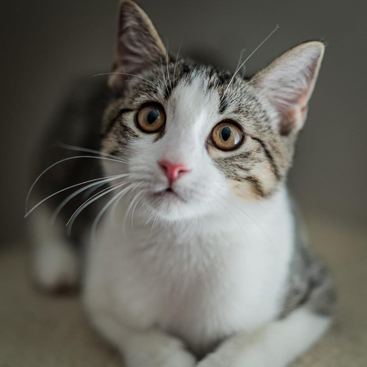 Boujee, one of Travelle's pets