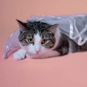 Boujee the pet