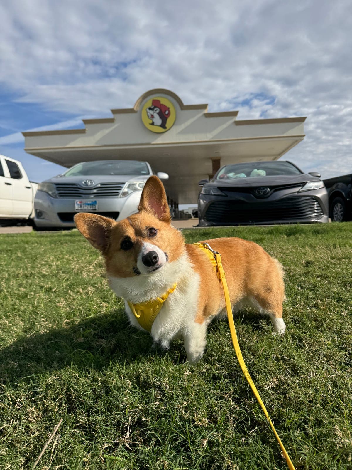 Rosie, one of Travelle's pets