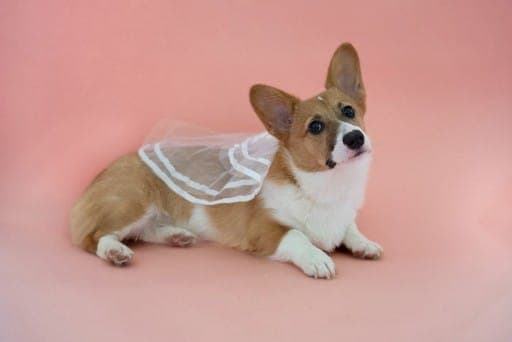 Rosie the pet